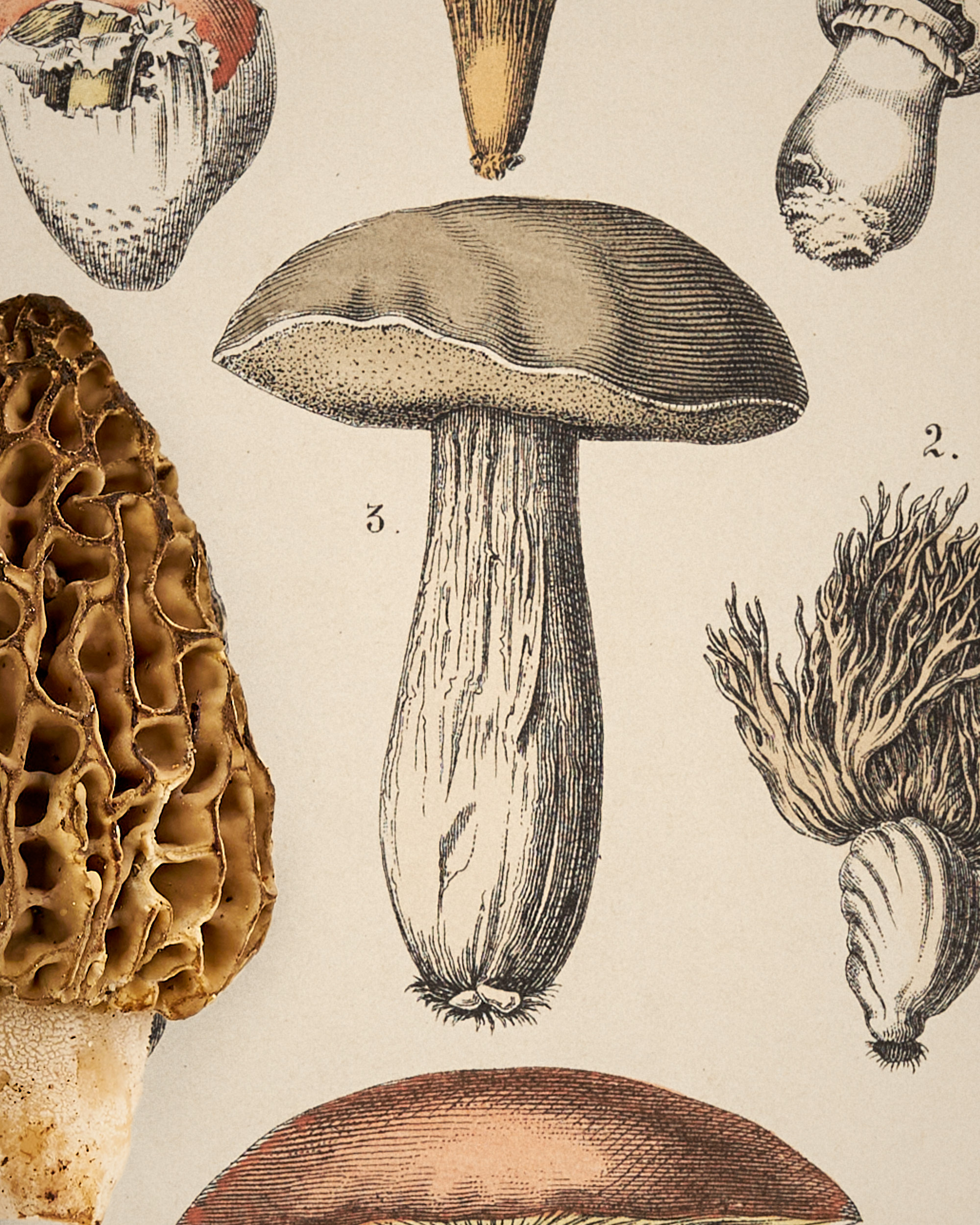 Morchel. 1820 – Bild 4