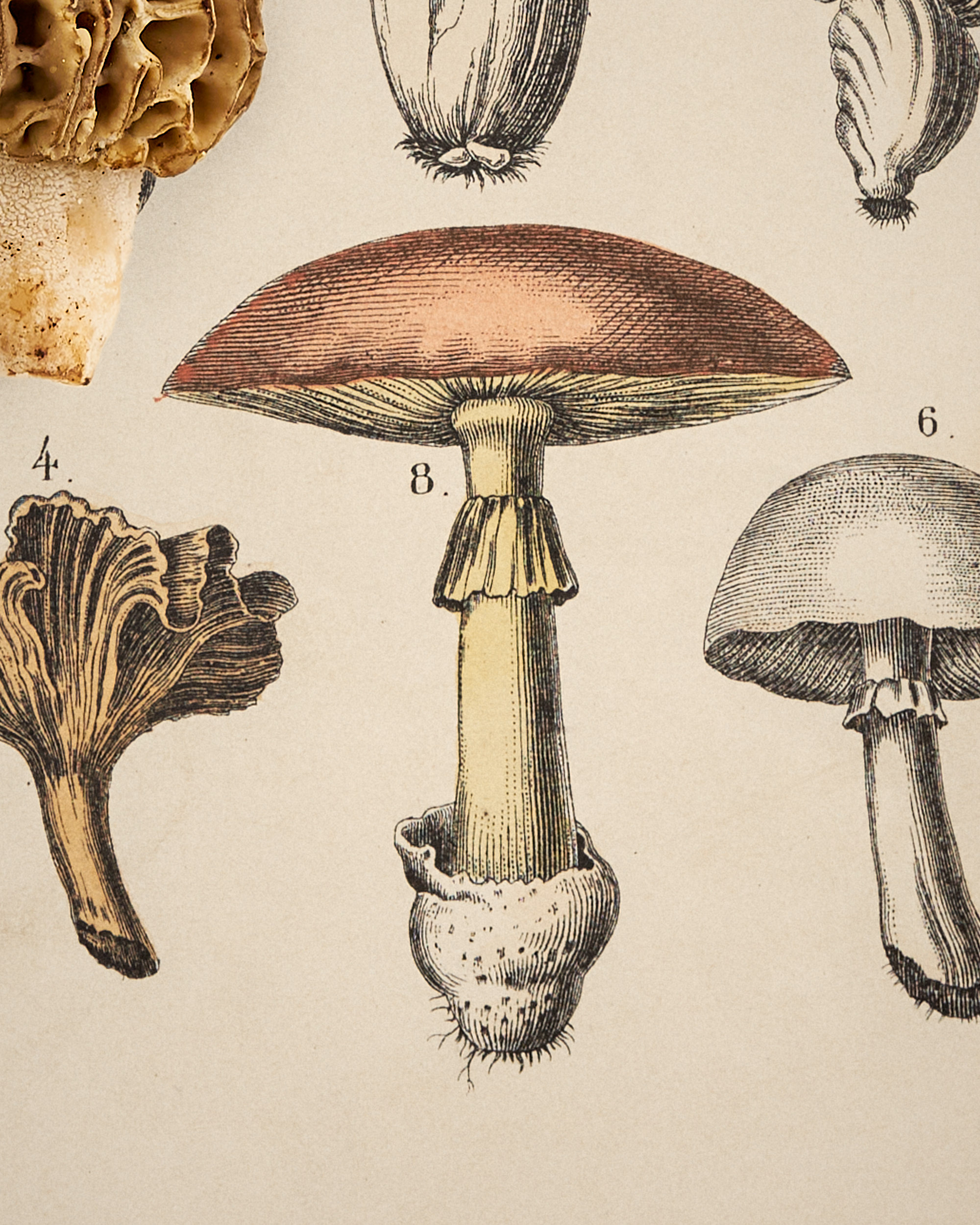 Morchel. 1820 – Bild 5