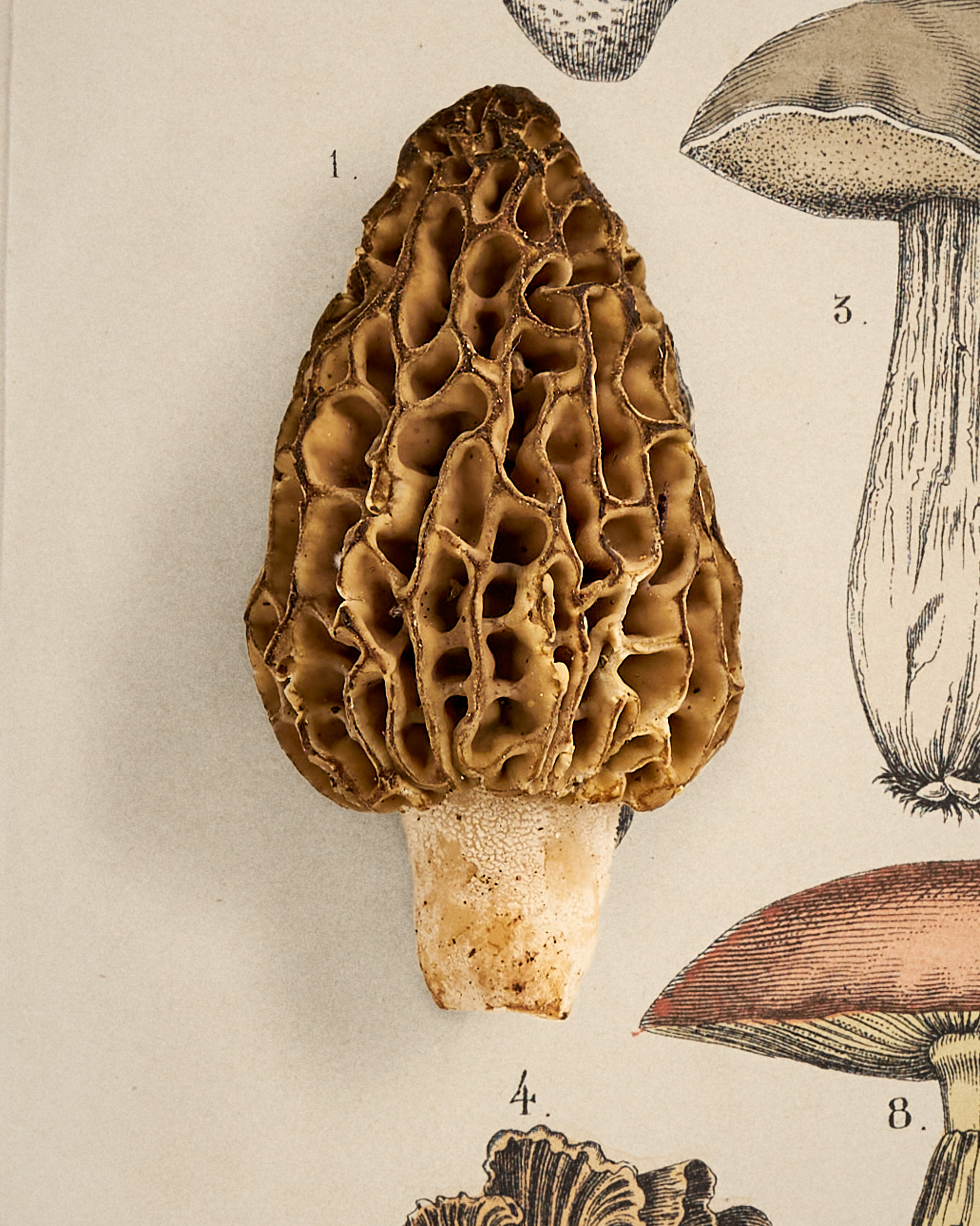 Morchel. 1820 – Bild 3