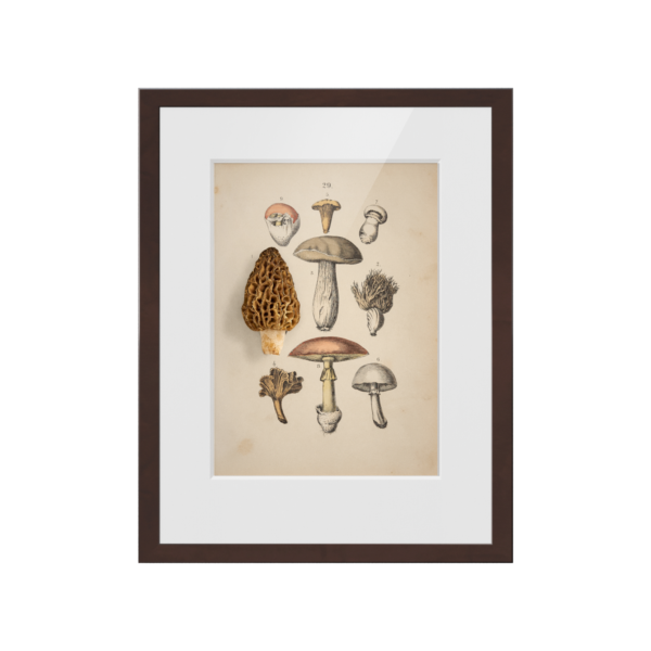 Morchel. 1820 | gerahmter Kunstdruck, limitiert