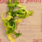 Chicorée frisée. 1933 | gerahmter Kunstdruck, limitiert – Bild 4