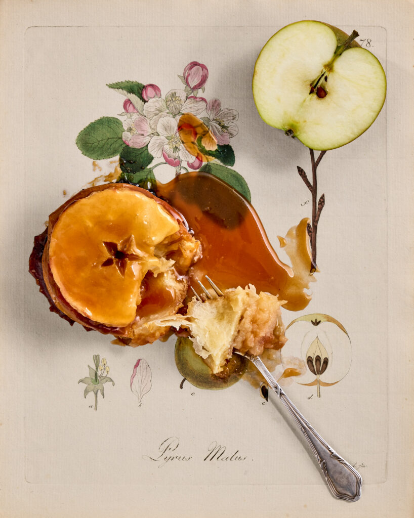 culinary timepieces: Pyrus Malus. Kolorierter Kupferstich von Friedrich Guimpel aus einem Werk von Friedrich Gottlob Hayne. Berlin um 1817. Apfelbrioche von Lea Zapf Marktpatisserie, München.