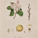 Apfelbrioche. 1817 | gerahmter Kunstdruck, limitiert – Bild 5