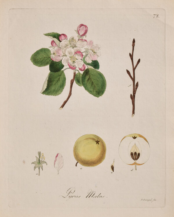 Apfelbrioche. 1817 | gerahmter Kunstdruck, limitiert – Bild 5