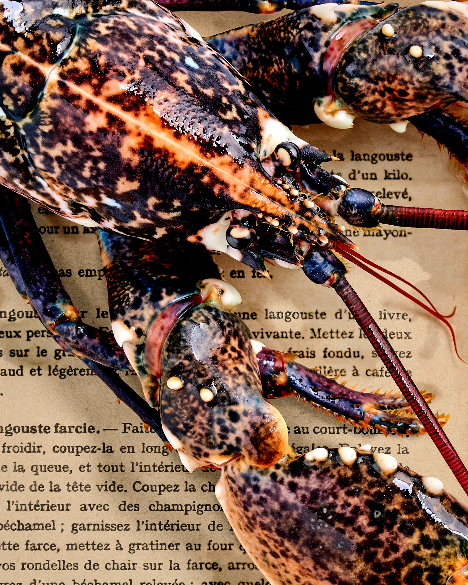 Hummer | Homard. 1924 – Bild 4