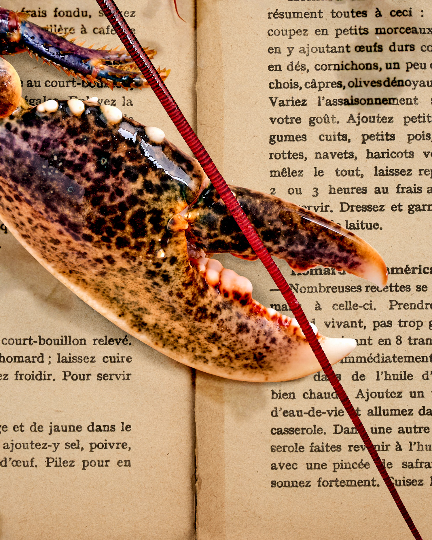 Hummer | Homard. 1924 – Bild 5