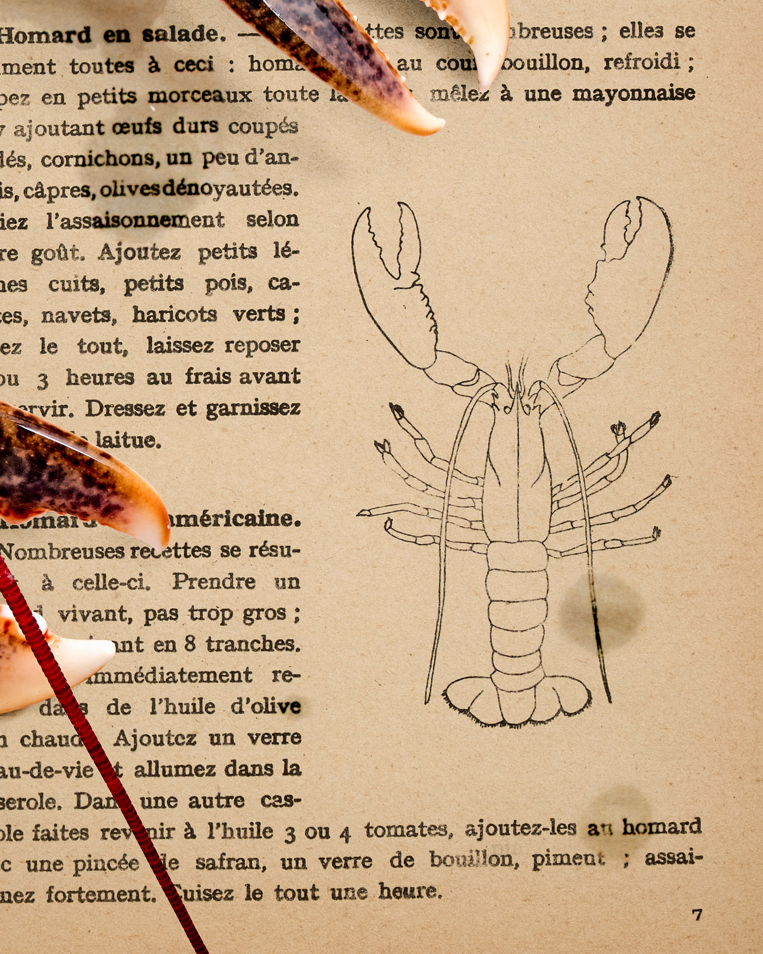 Hummer | Homard. 1924 – Bild 3