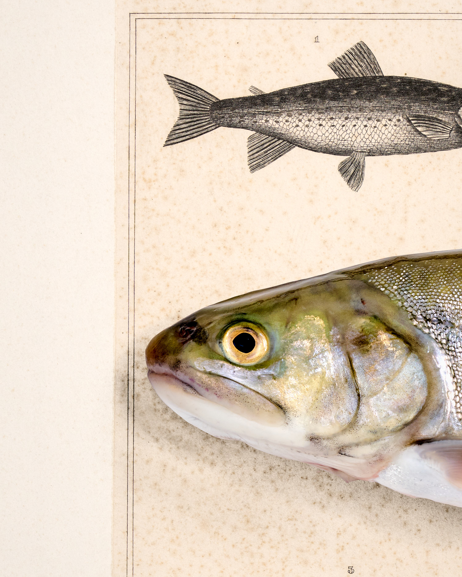 Tegernsee-Saibling. 1836 – Bild 3