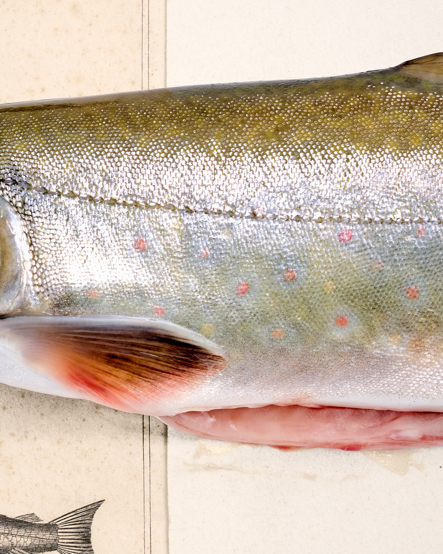 Tegernsee-Saibling. 1836 – Bild 2