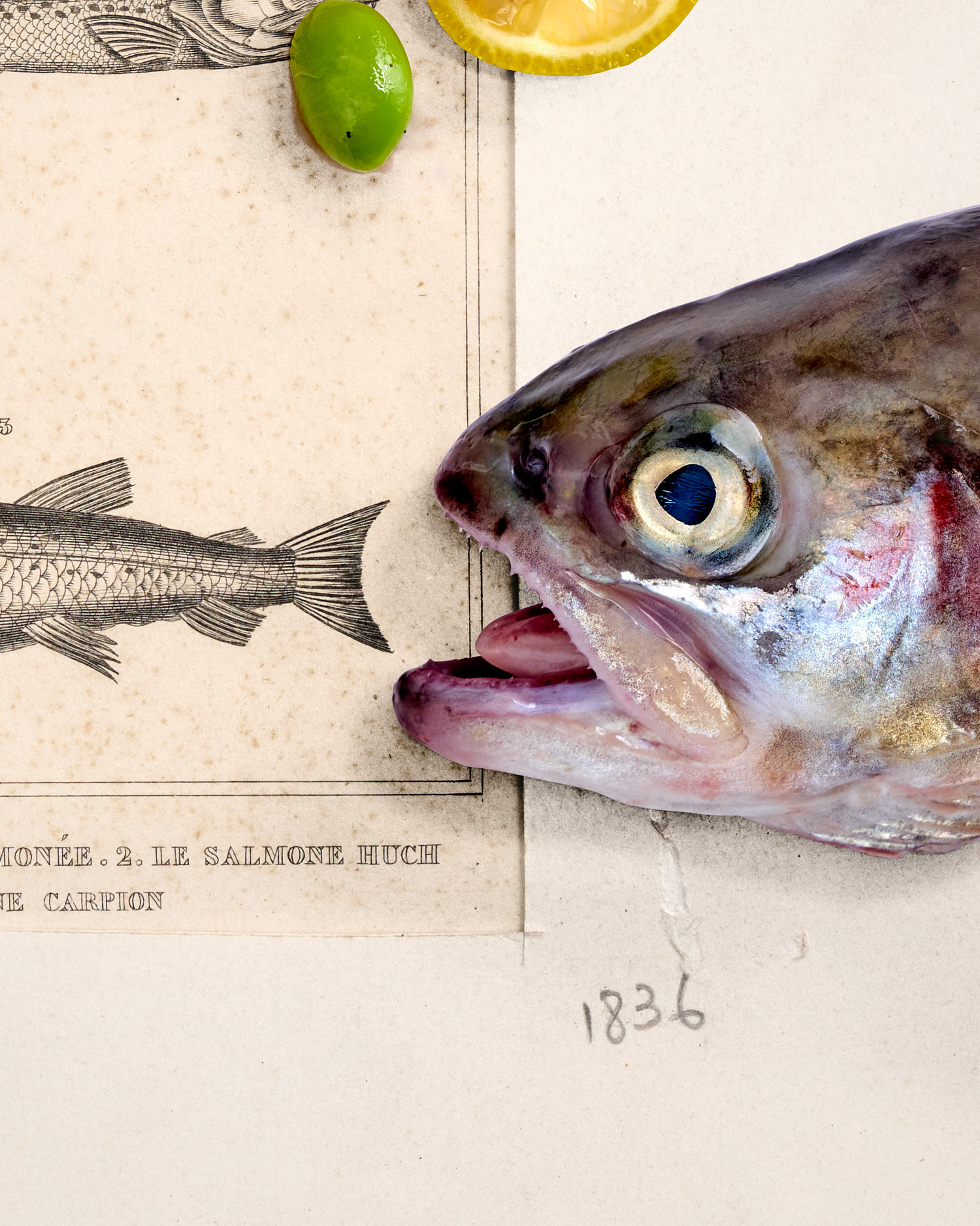 Truite-Saumonée. 1836 – Bild 5