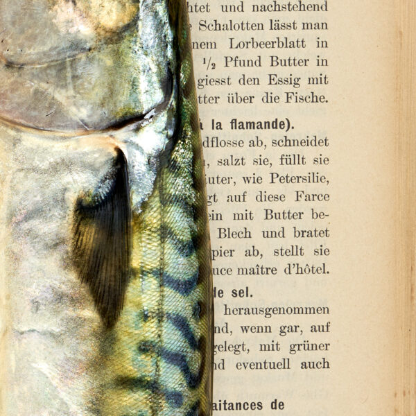 Makrele | Maquereau. 1900 | gerahmter Kunstdruck, limitiert – Bild 4